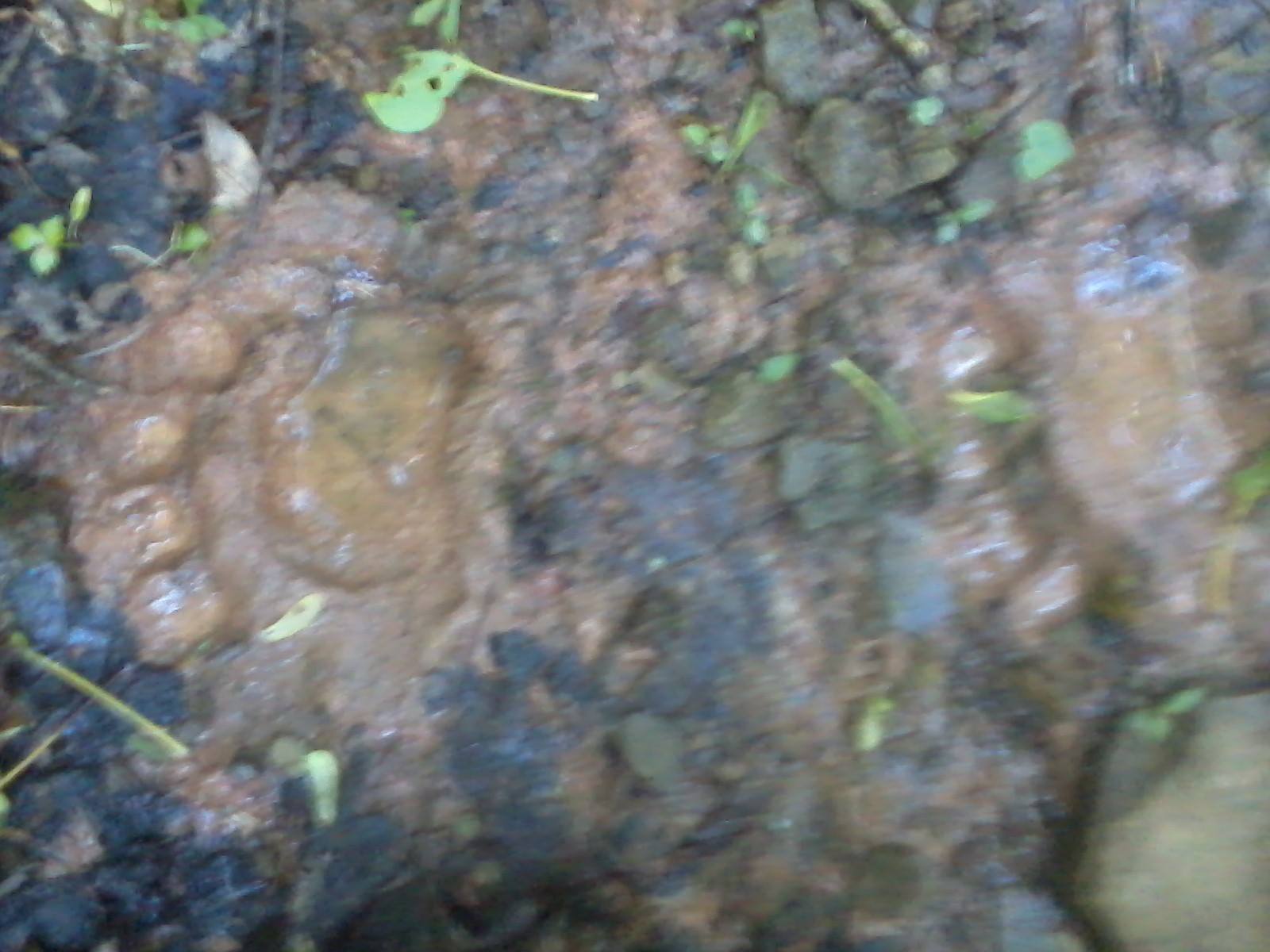 We Didn’t Wear the Tiny Bells